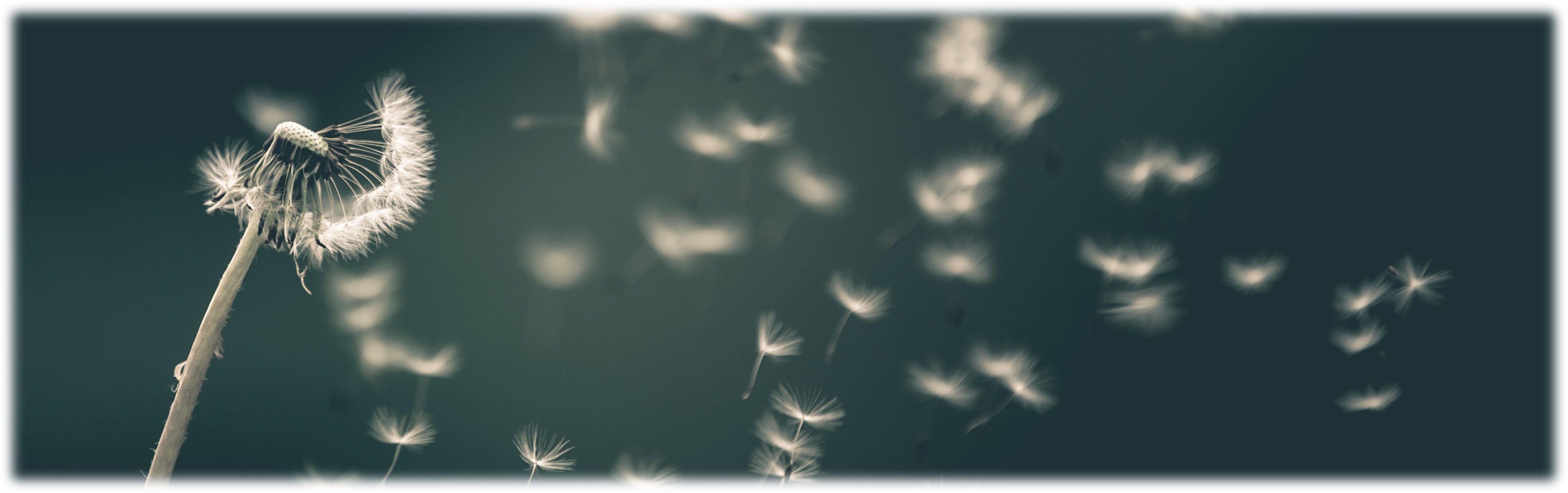 Breathless Flower